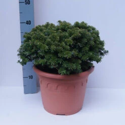 Abies Koreana 'Brillant'