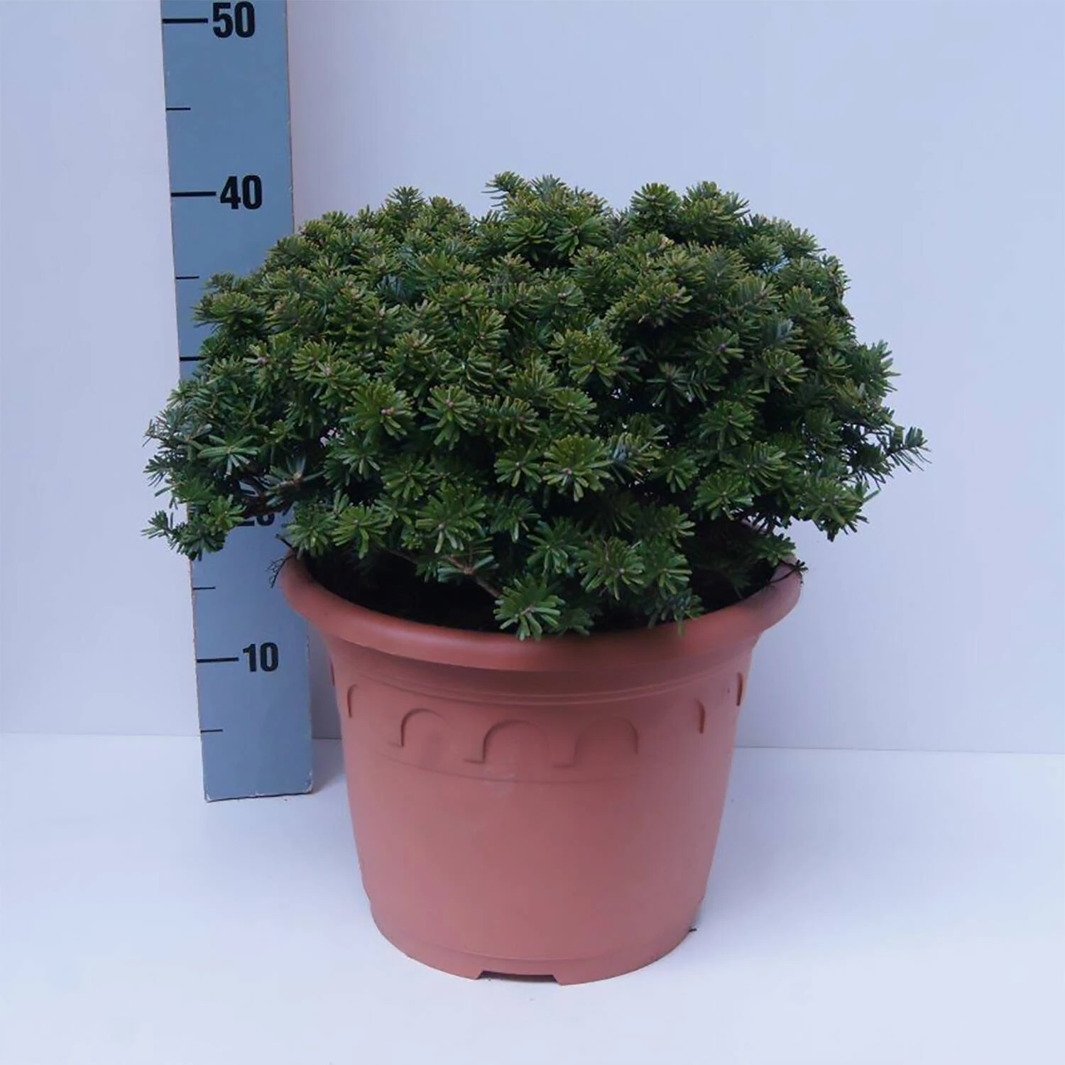 Abies Koreana 'Brillant' 1 Abies Koreana 'Brillant'