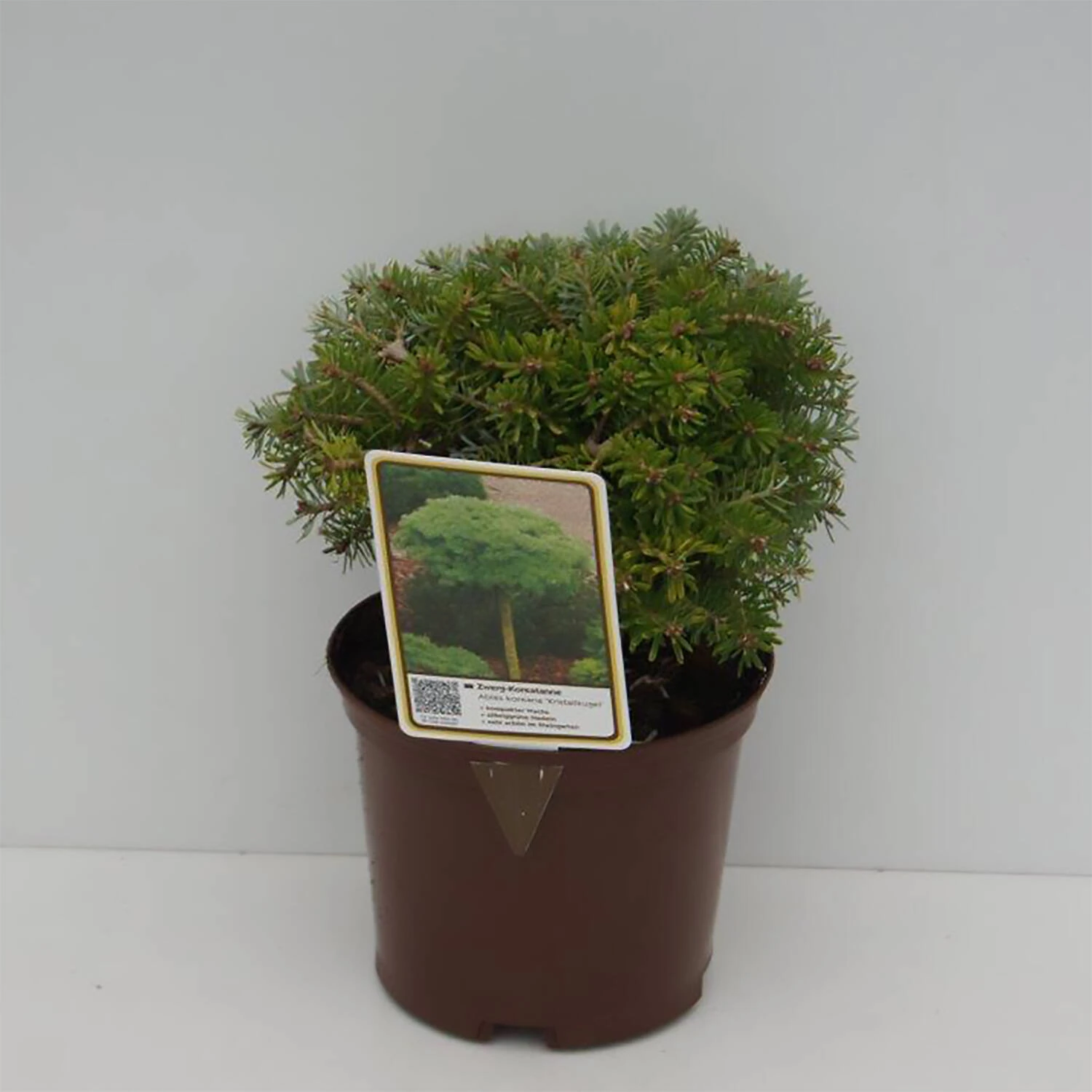 Abies Koreana 'Kristallkugel' 1 Abies Koreana 'Kristallkugel'