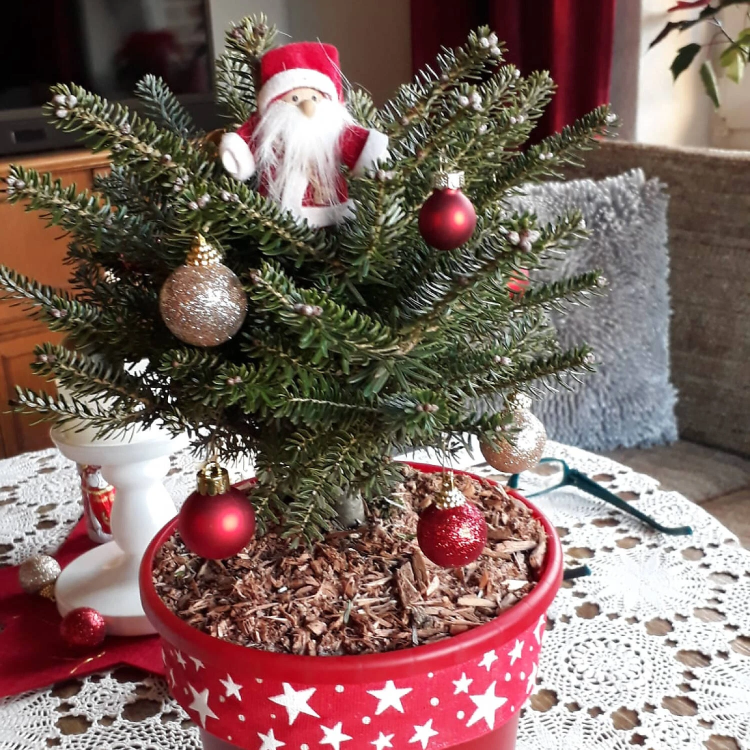 Abies Koreana 'Molli' 1 Abies Koreana 'Molli'