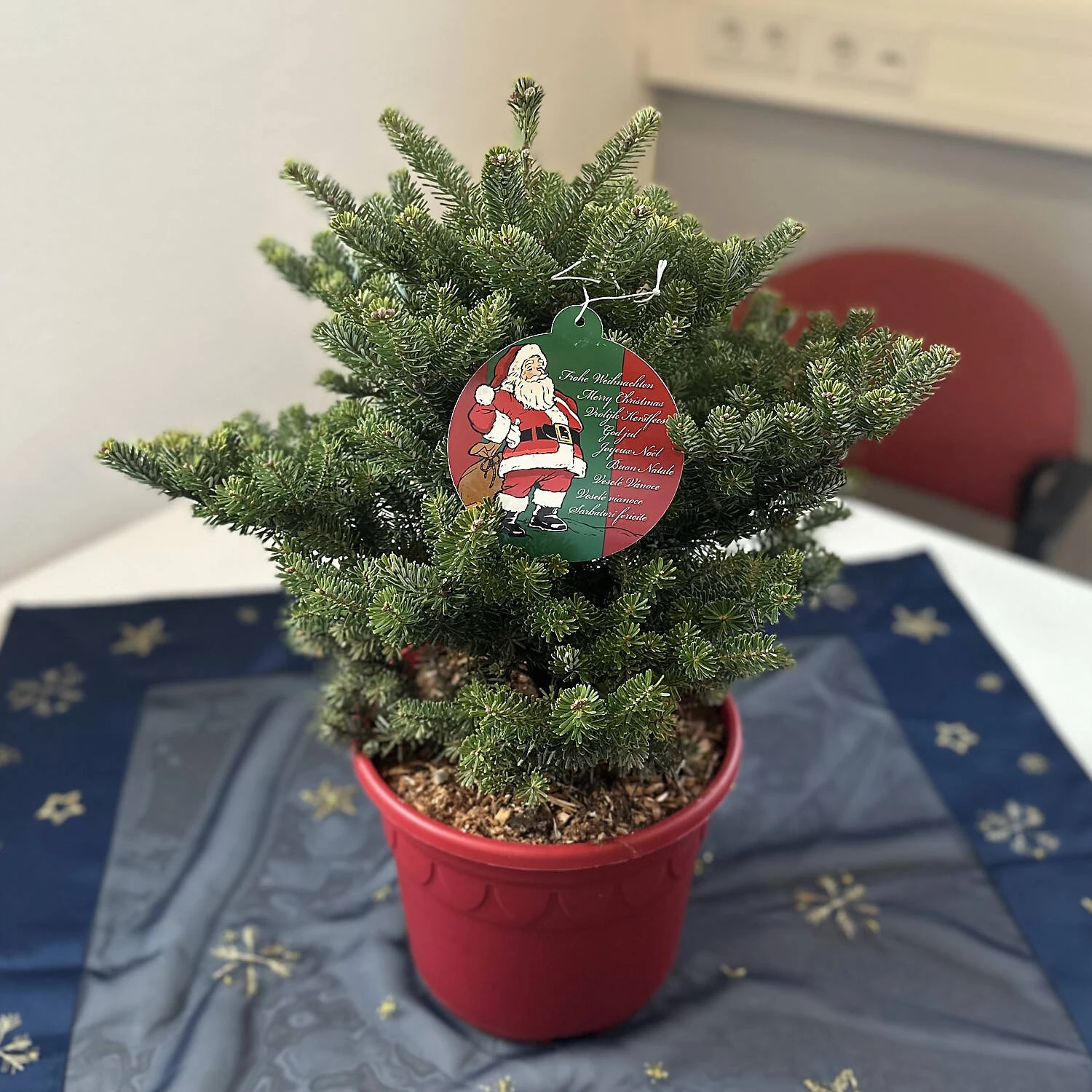 Abies Koreana 'Molli' 2 Abies Koreana 'Molli' – Bild 2