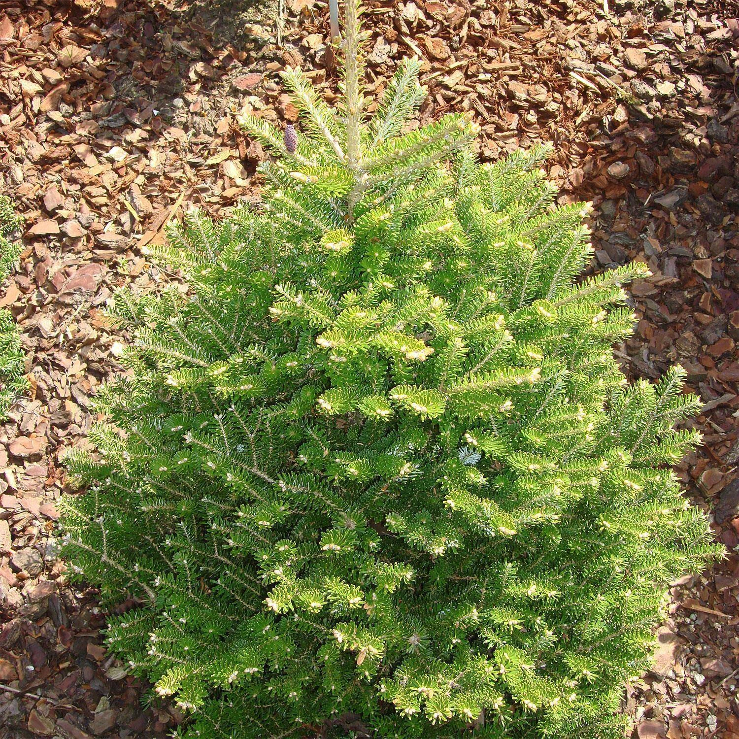 Abies Koreana 'Molli' 3 Abies Koreana 'Molli' – Bild 3