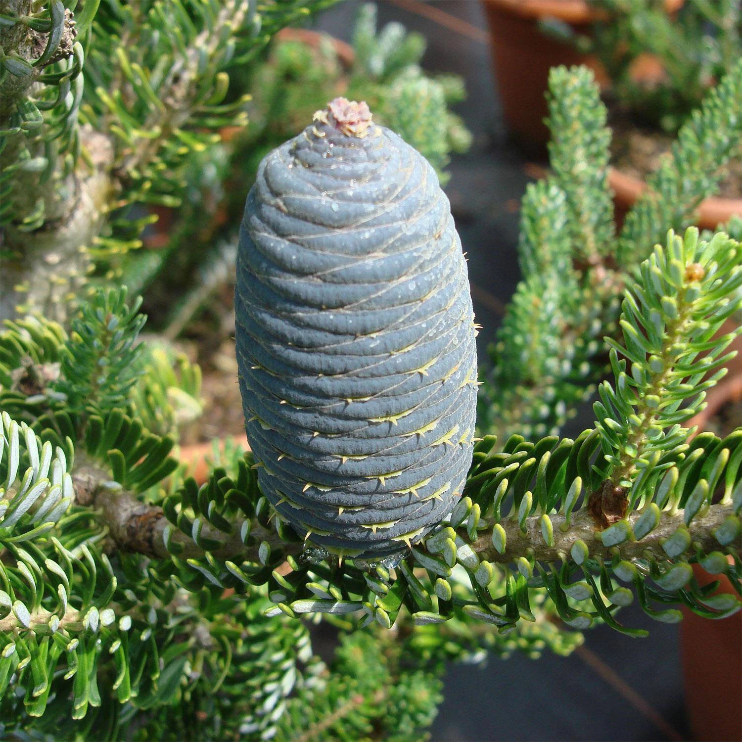 Abies Koreana 'Silberlocke' 2 Abies Koreana 'Silberlocke' – Bild 2