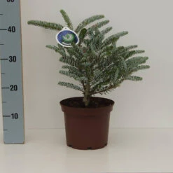 Abies Koreana 'Silver Star'