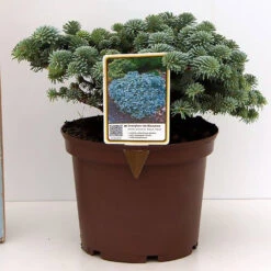 Abies Procera 'Blaue Hexe'