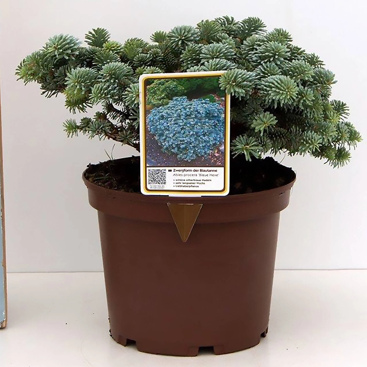 Abies Procera 'Blaue Hexe' 1 Abies Procera 'Blaue Hexe'