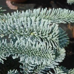 Abies Procera 'Glauca' 5 Abies Procera 'Glauca' -Seeds and Fertilizers Geschäft abies procera glauca3