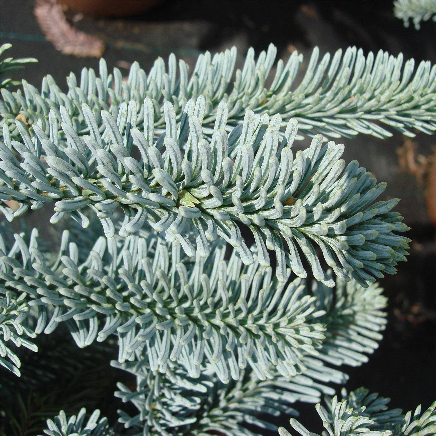 Abies Procera 'Glauca' 3 Abies Procera 'Glauca' – Bild 3