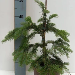 Abies Veitchii 'Pendula'