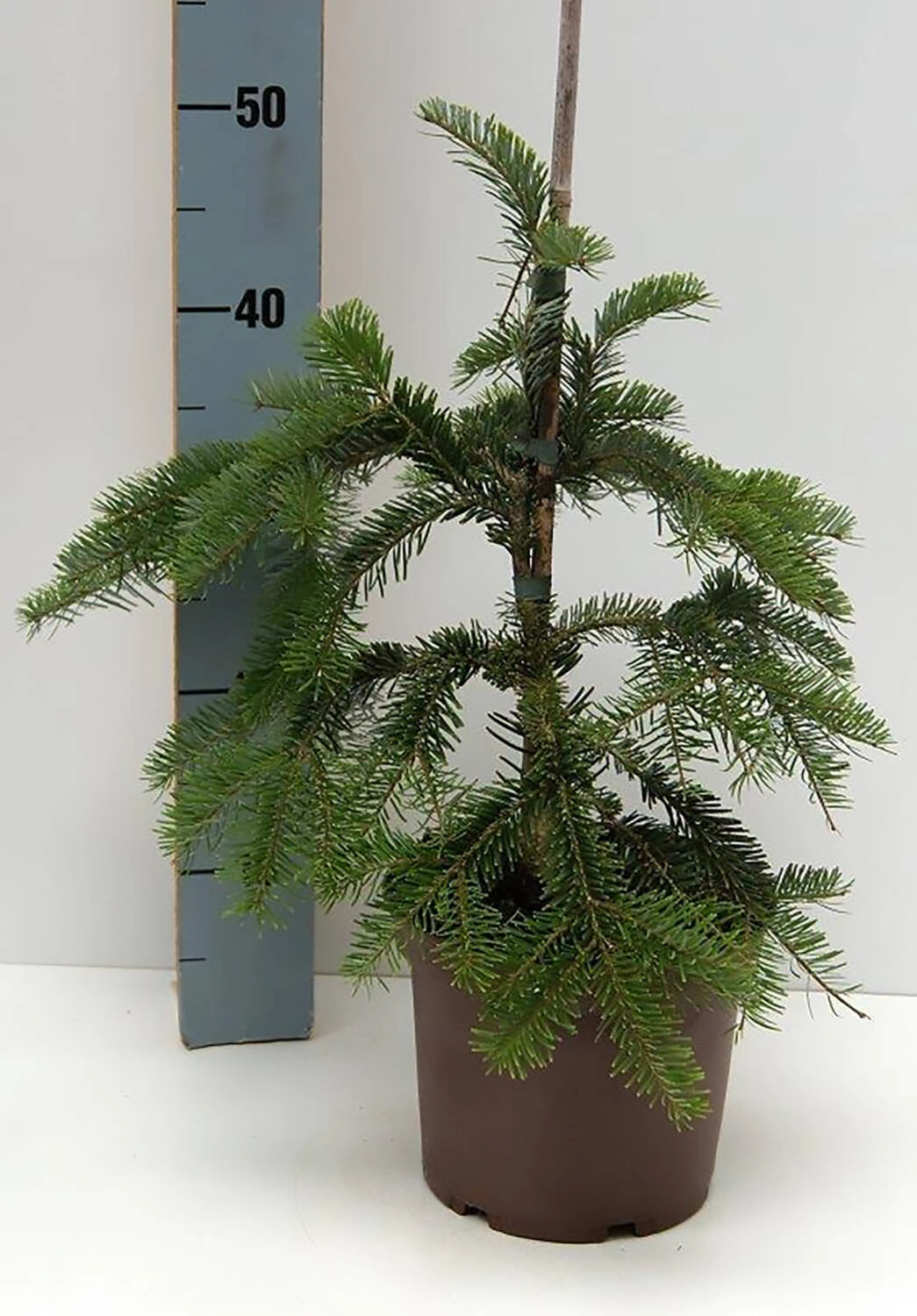 Abies Veitchii 'Pendula' 2 Abies Veitchii 'Pendula' – Bild 2