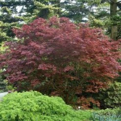 Acer Palmatum 'Bloodgood'
