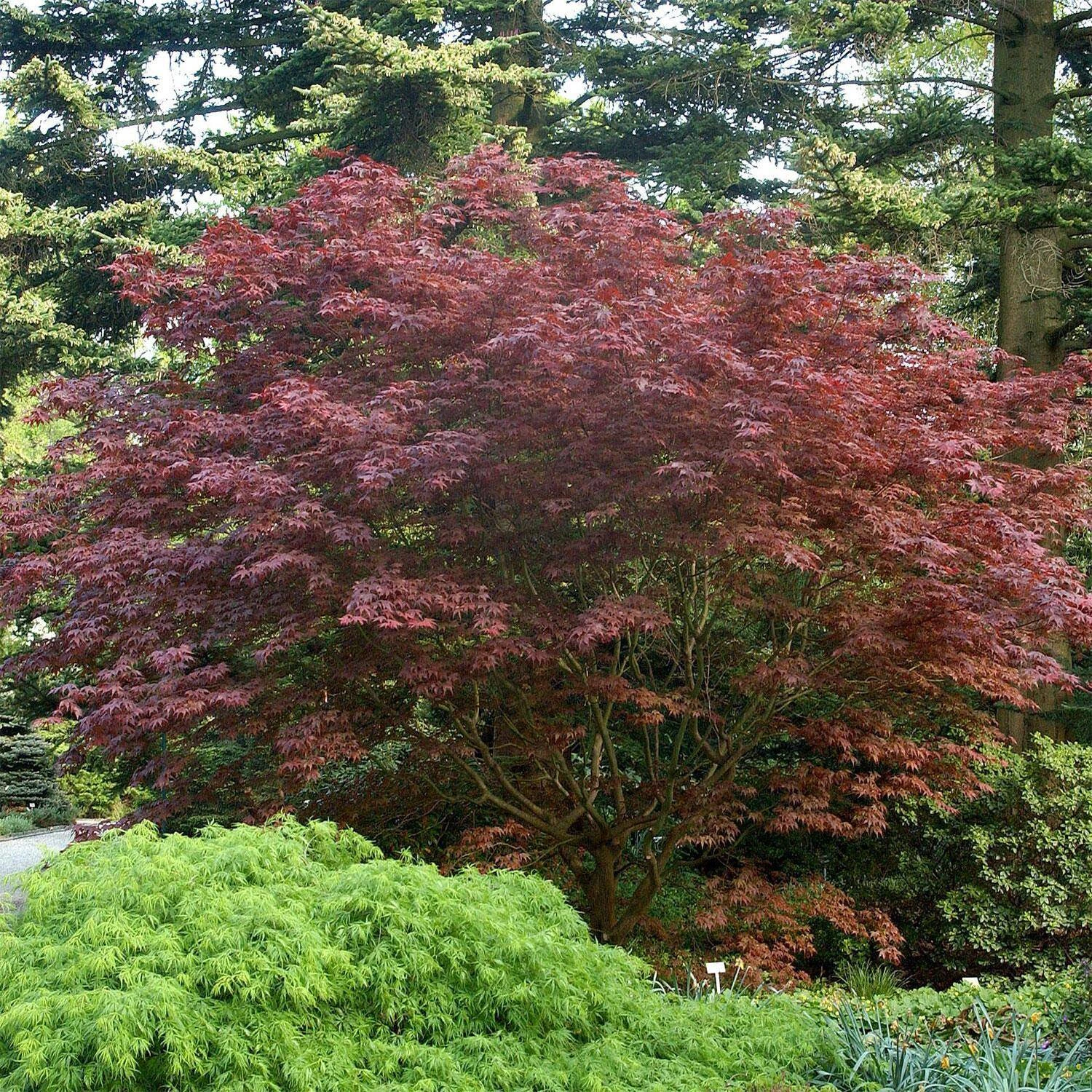 Acer Palmatum 'Bloodgood' 1 Acer Palmatum 'Bloodgood'