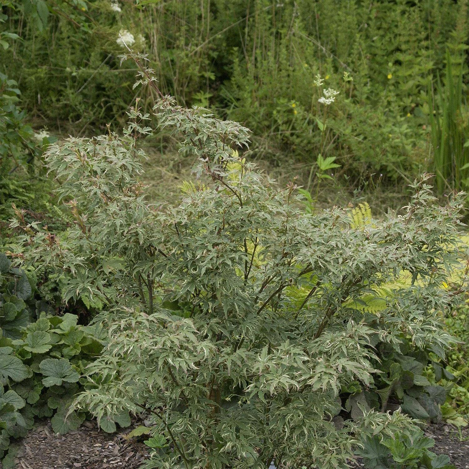 Acer Palmatum 'Butterfly' 1 Acer Palmatum 'Butterfly'