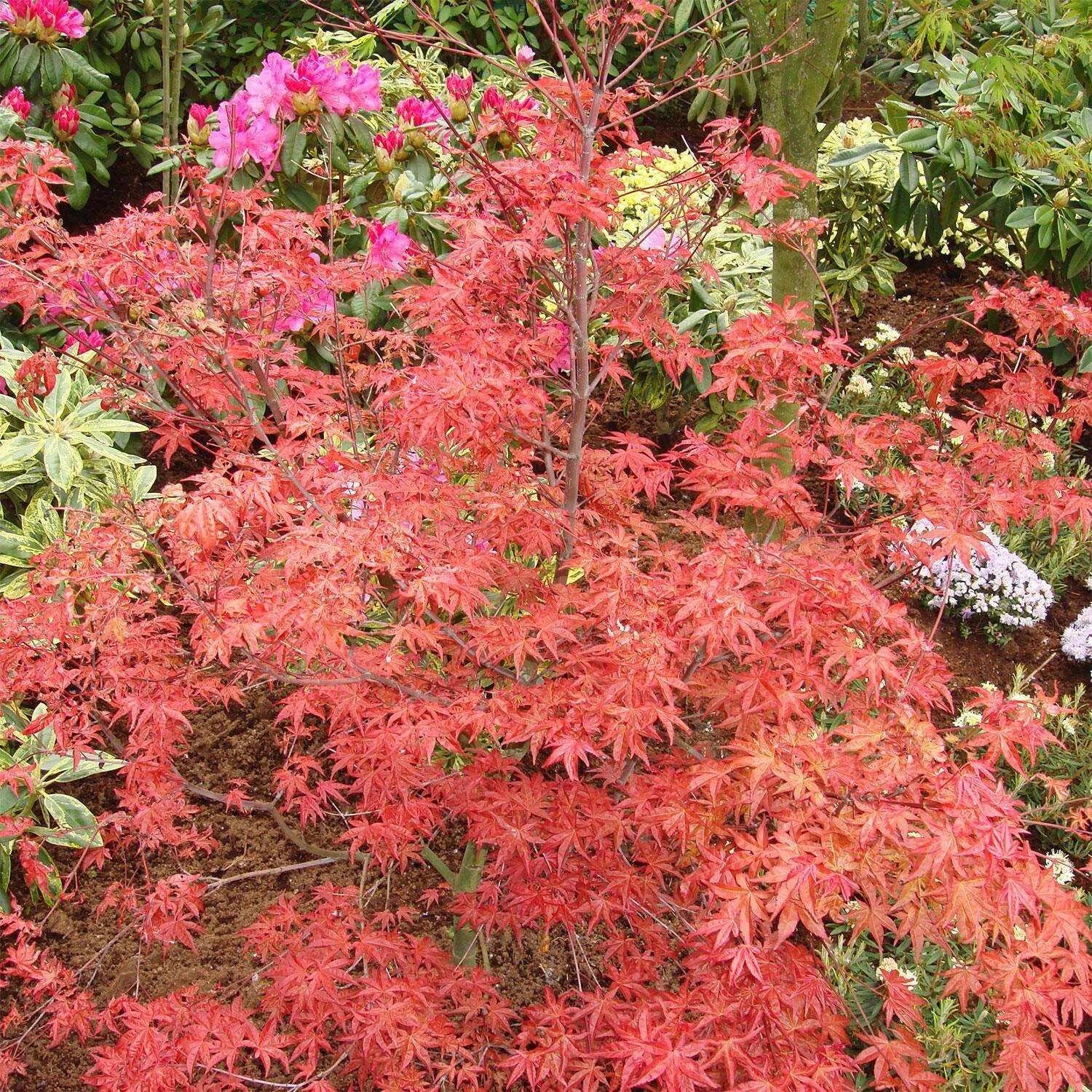 Acer Palmatum 'Corallinum' 1 Acer Palmatum 'Corallinum'