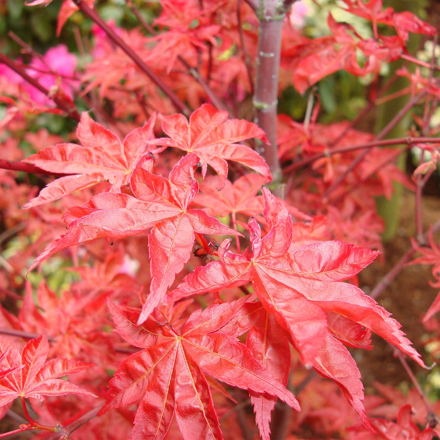 Acer Palmatum 'Corallinum' 2 Acer Palmatum 'Corallinum' – Bild 2