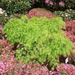 Acer Palmatum 'Dissectum'