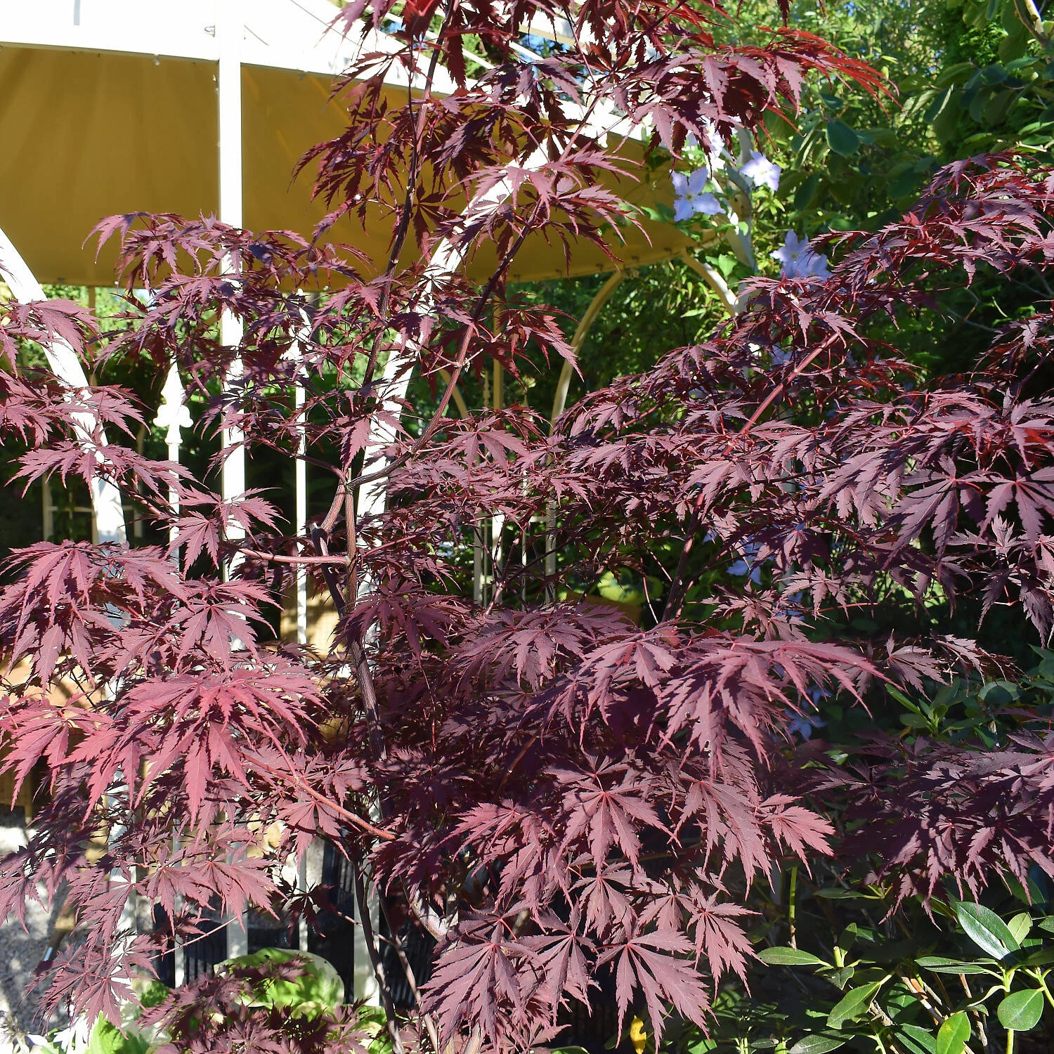 Acer Palmatum 'Dissectum Garnet' 1 Acer Palmatum 'Dissectum Garnet'