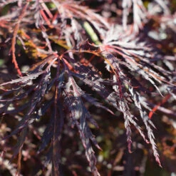 Acer Palmatum 'Dissectum Garnet' 5 Acer Palmatum 'Dissectum Garnet' -Seeds and Fertilizers Geschäft acer palmatum dissectum garnet3