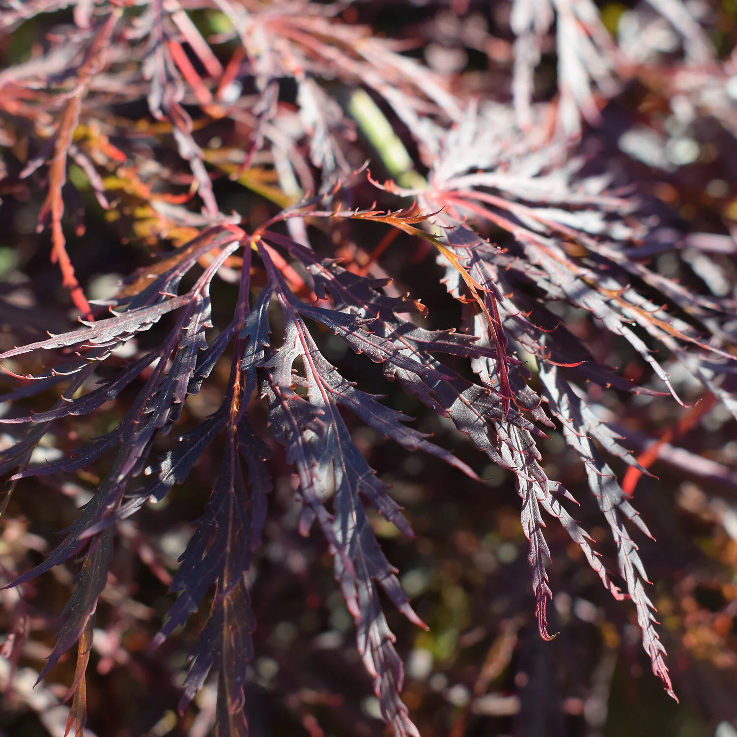 Acer Palmatum 'Dissectum Garnet' 3 Acer Palmatum 'Dissectum Garnet' – Bild 3