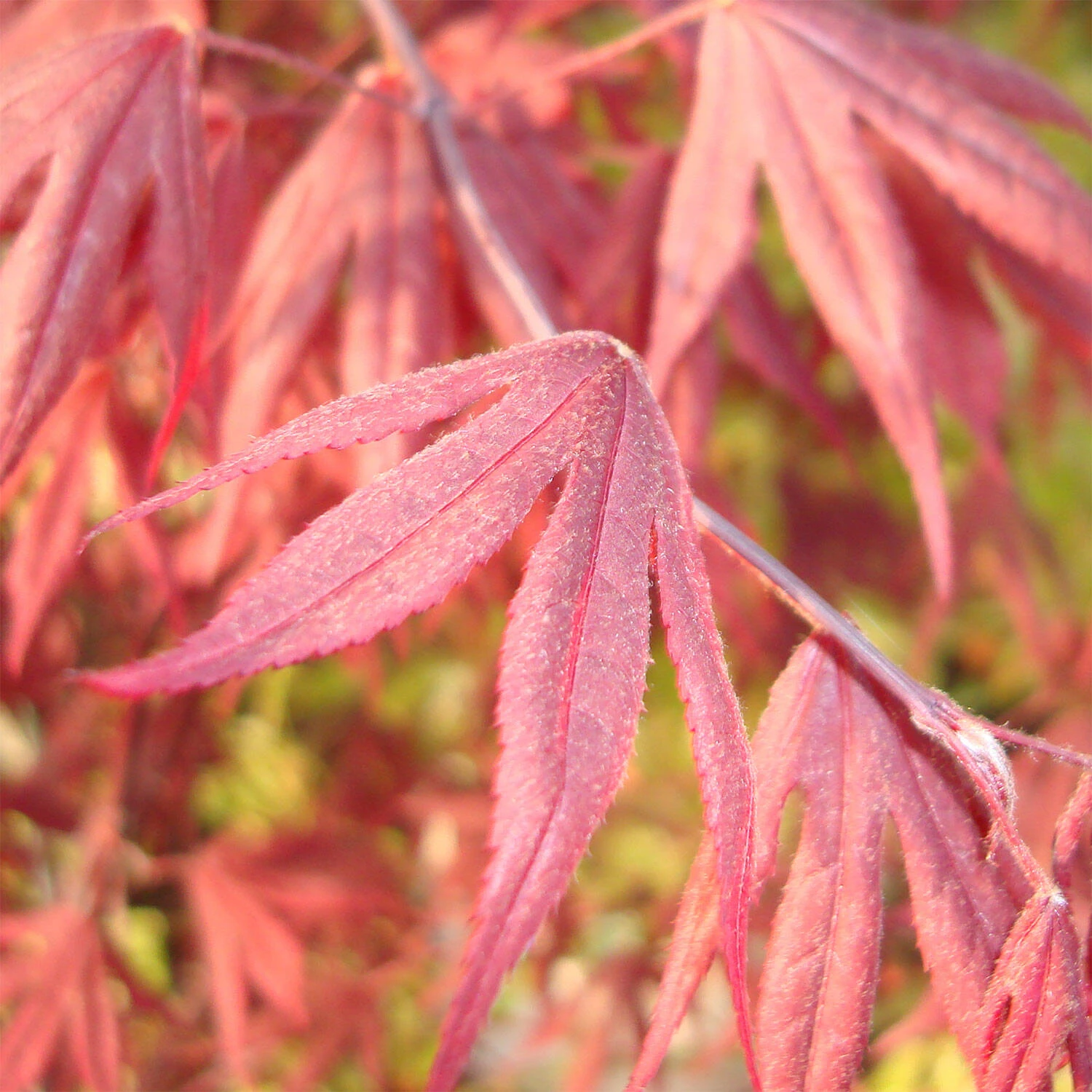 Acer Palmatum 'Fireglow' 1 Acer Palmatum 'Fireglow'