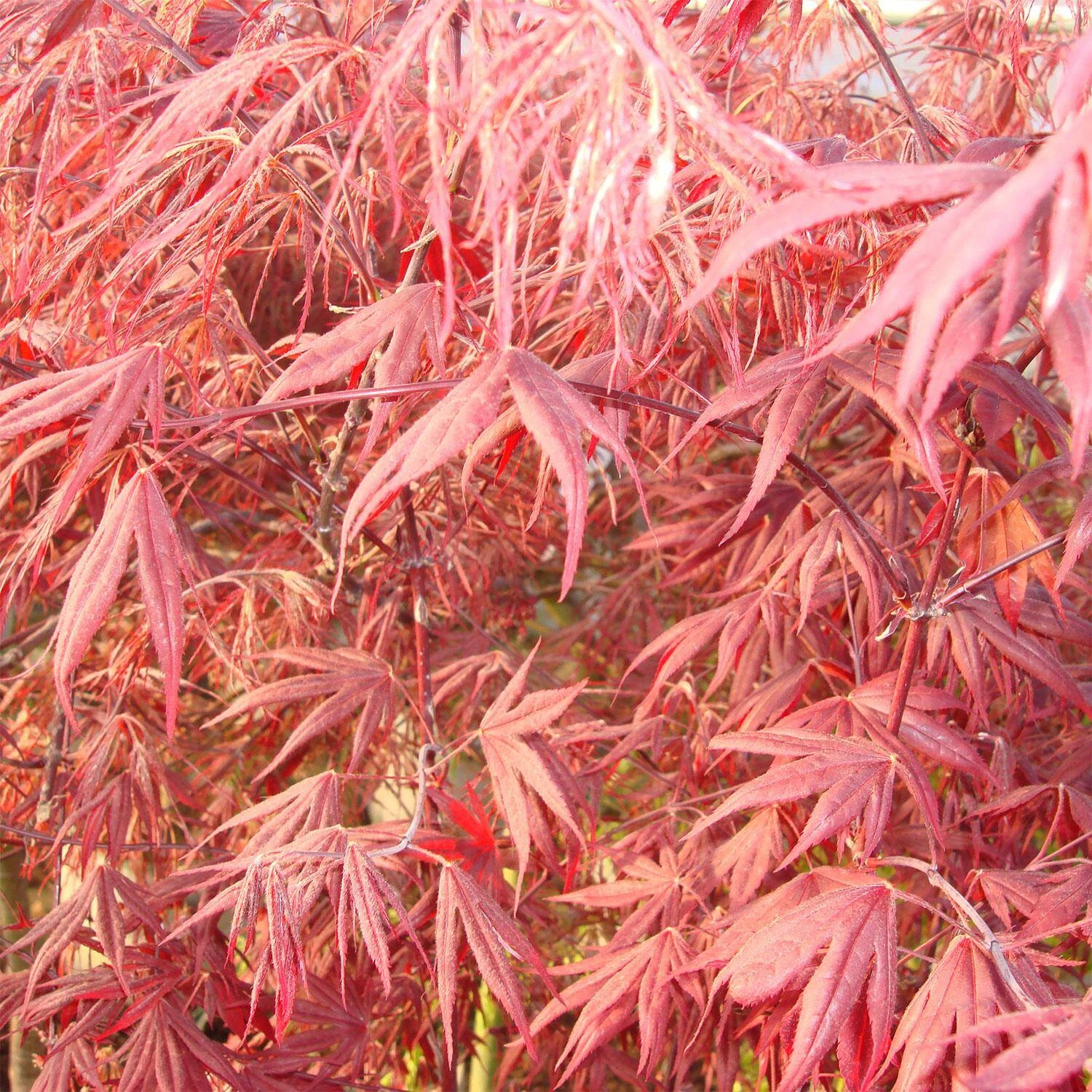 Acer Palmatum 'Fireglow' 2 Acer Palmatum 'Fireglow' – Bild 2