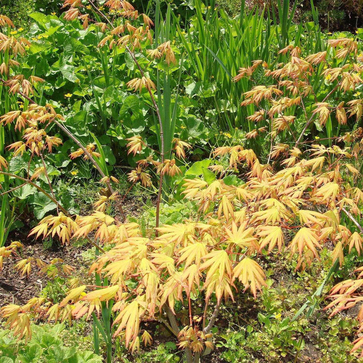 Acer Palmatum 'Green Trompenburg' 1 Acer Palmatum 'Green Trompenburg'