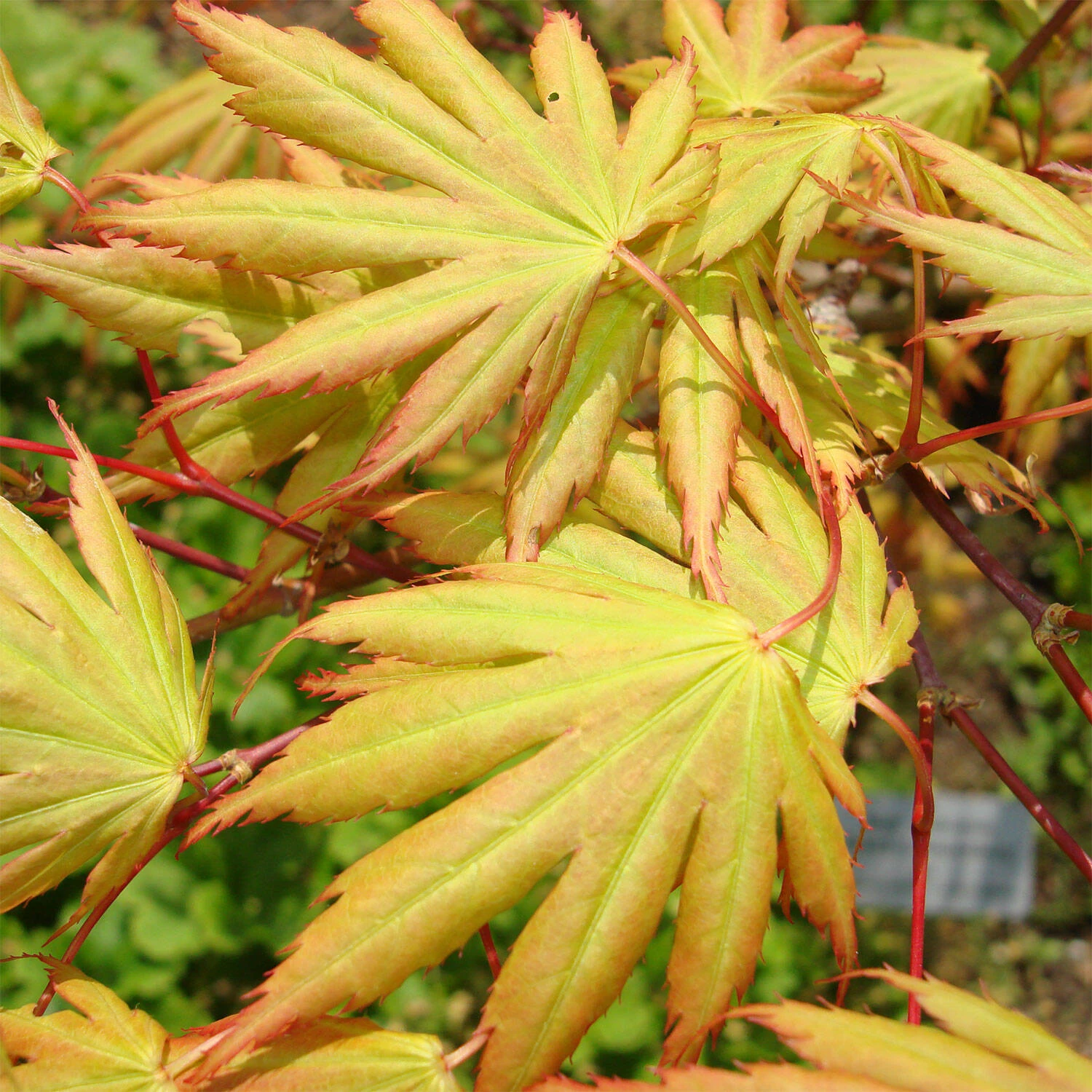 Acer Palmatum 'Green Trompenburg' 2 Acer Palmatum 'Green Trompenburg' – Bild 2