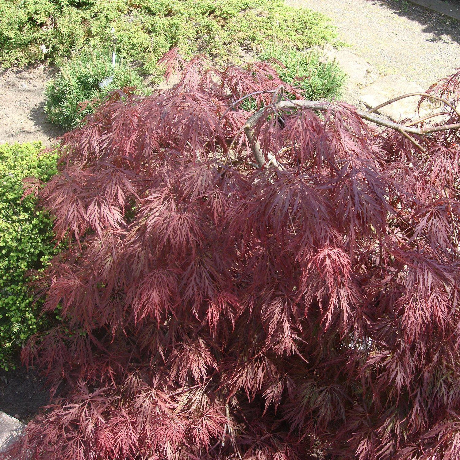 Acer Palmatum 'Inaba Shidare' 1 Acer Palmatum 'Inaba Shidare'