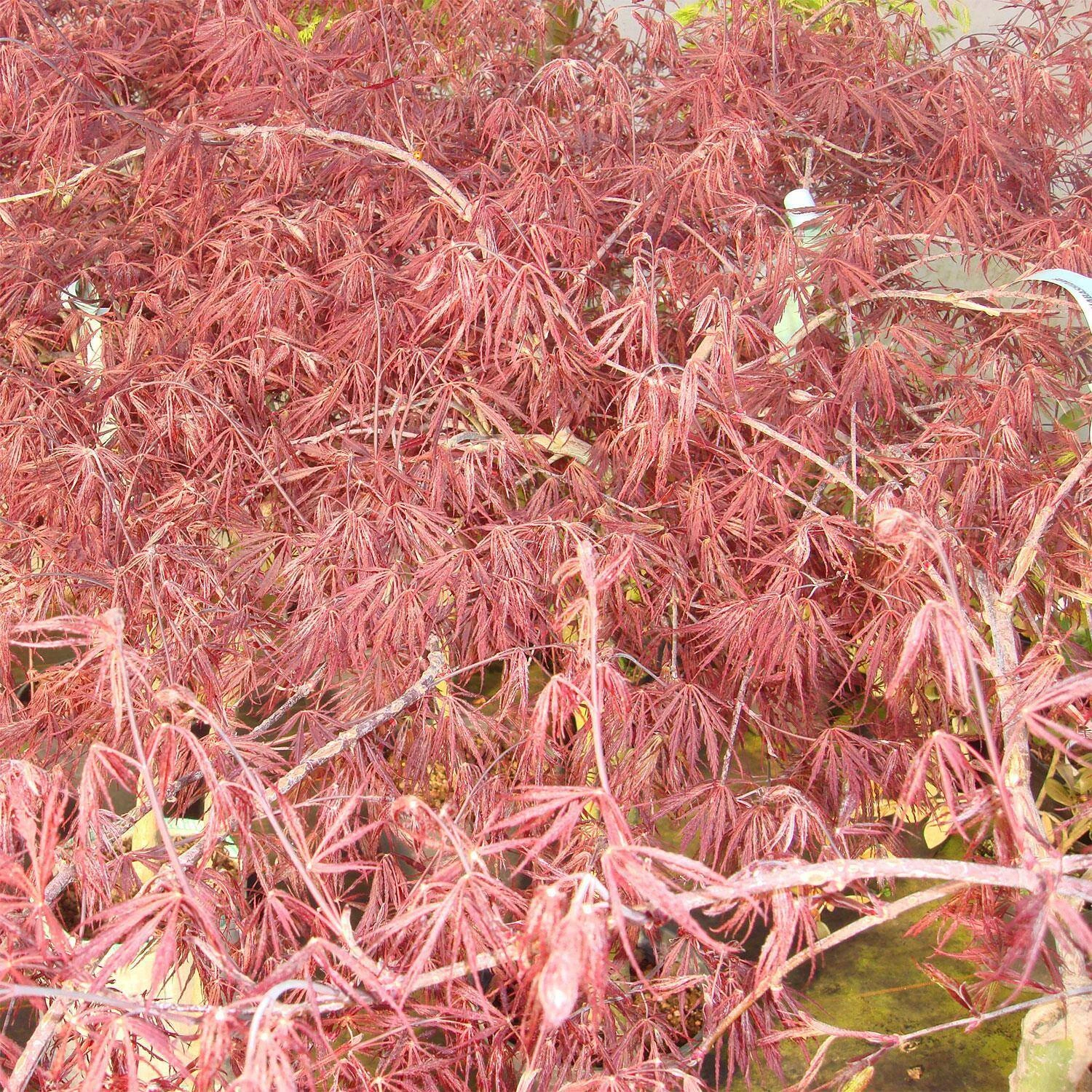 Acer Palmatum 'Inaba Shidare' 2 Acer Palmatum 'Inaba Shidare' – Bild 2