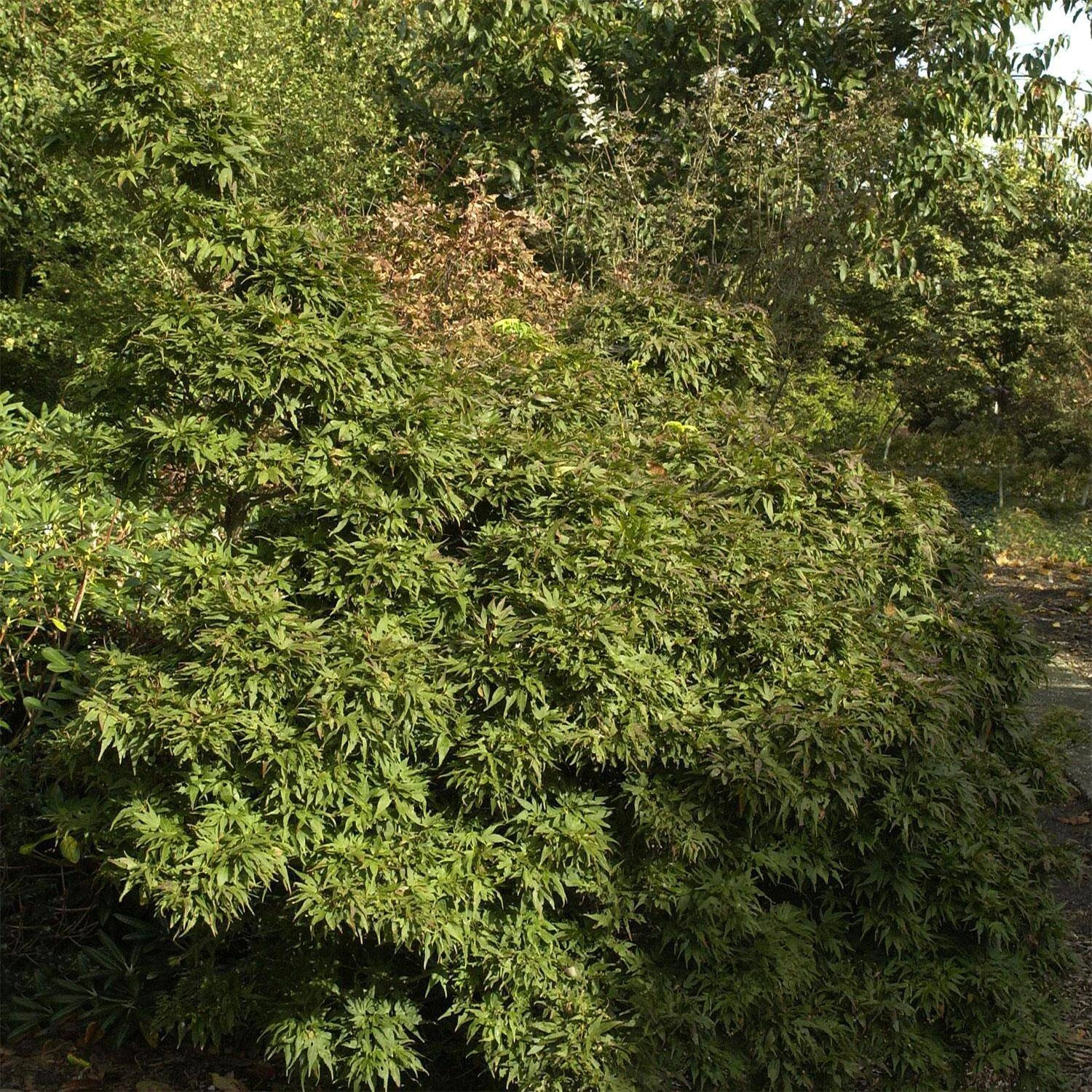 Acer Palmatum 'Mikawa Yatsubusa' 1 Acer Palmatum 'Mikawa Yatsubusa'