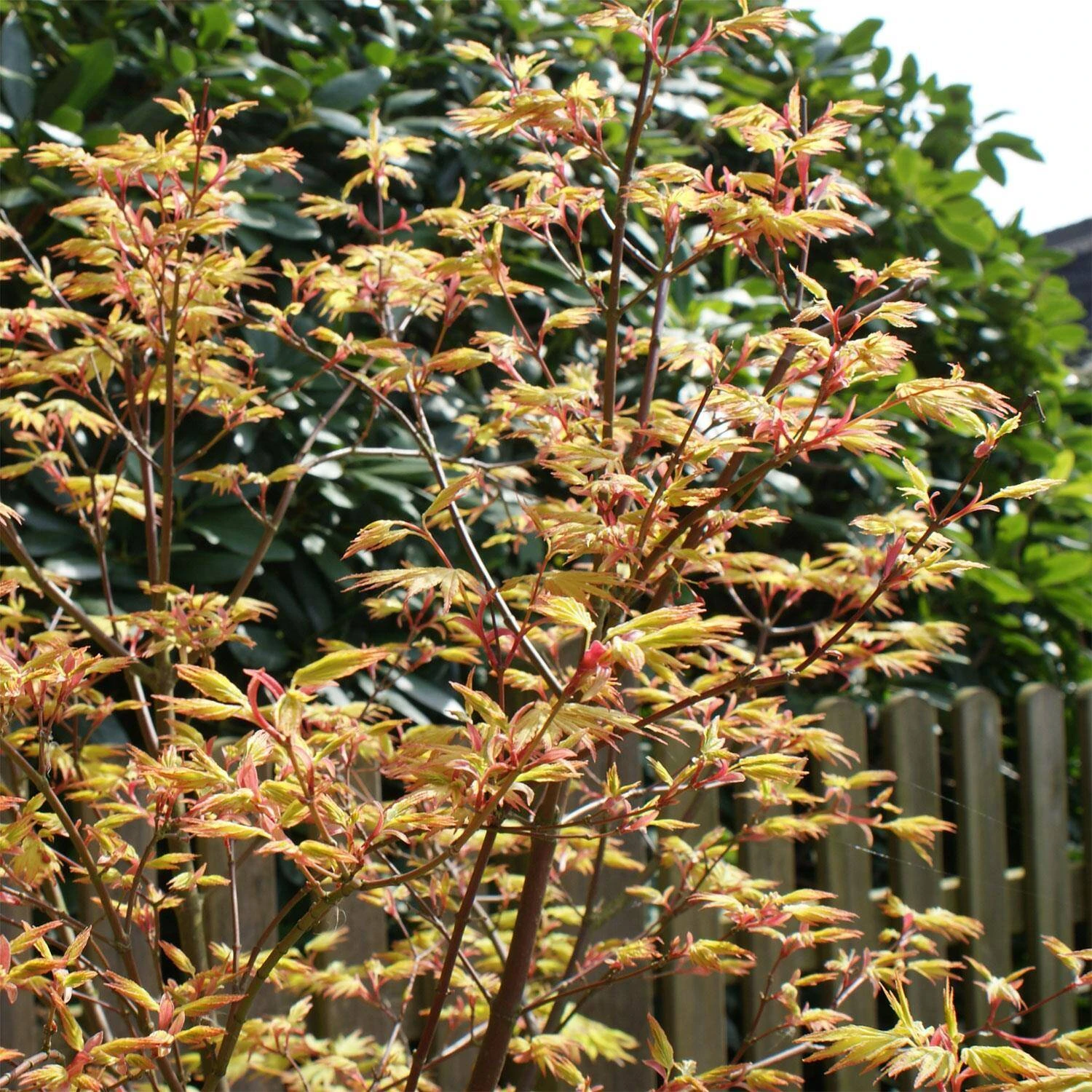 Acer Palmatum 'Orange Dream' 1 Acer Palmatum 'Orange Dream'