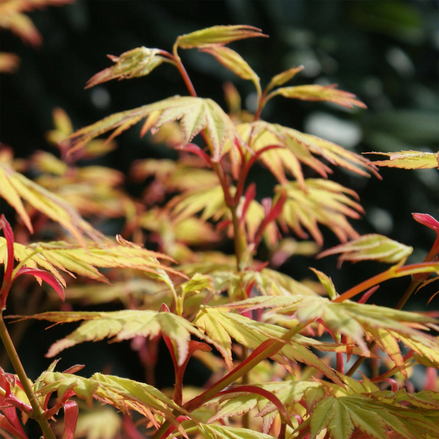 Acer Palmatum 'Orange Dream' 2 Acer Palmatum 'Orange Dream' – Bild 2