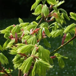 Acer Palmatum 'Orange Dream' 5 Acer Palmatum 'Orange Dream' -Seeds and Fertilizers Geschäft acer palmatum orange dream3
