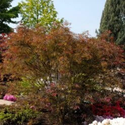 Acer Palmatum 'Red Pygmy'