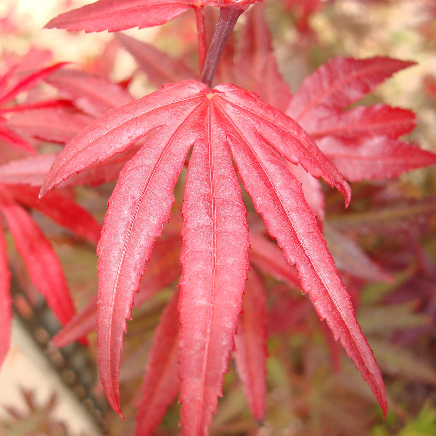 Acer Palmatum 'Shaina' 1 Acer Palmatum 'Shaina'