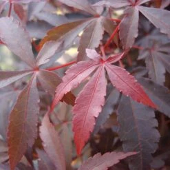 Acer Palmatum 'Skeeter´s Broom'
