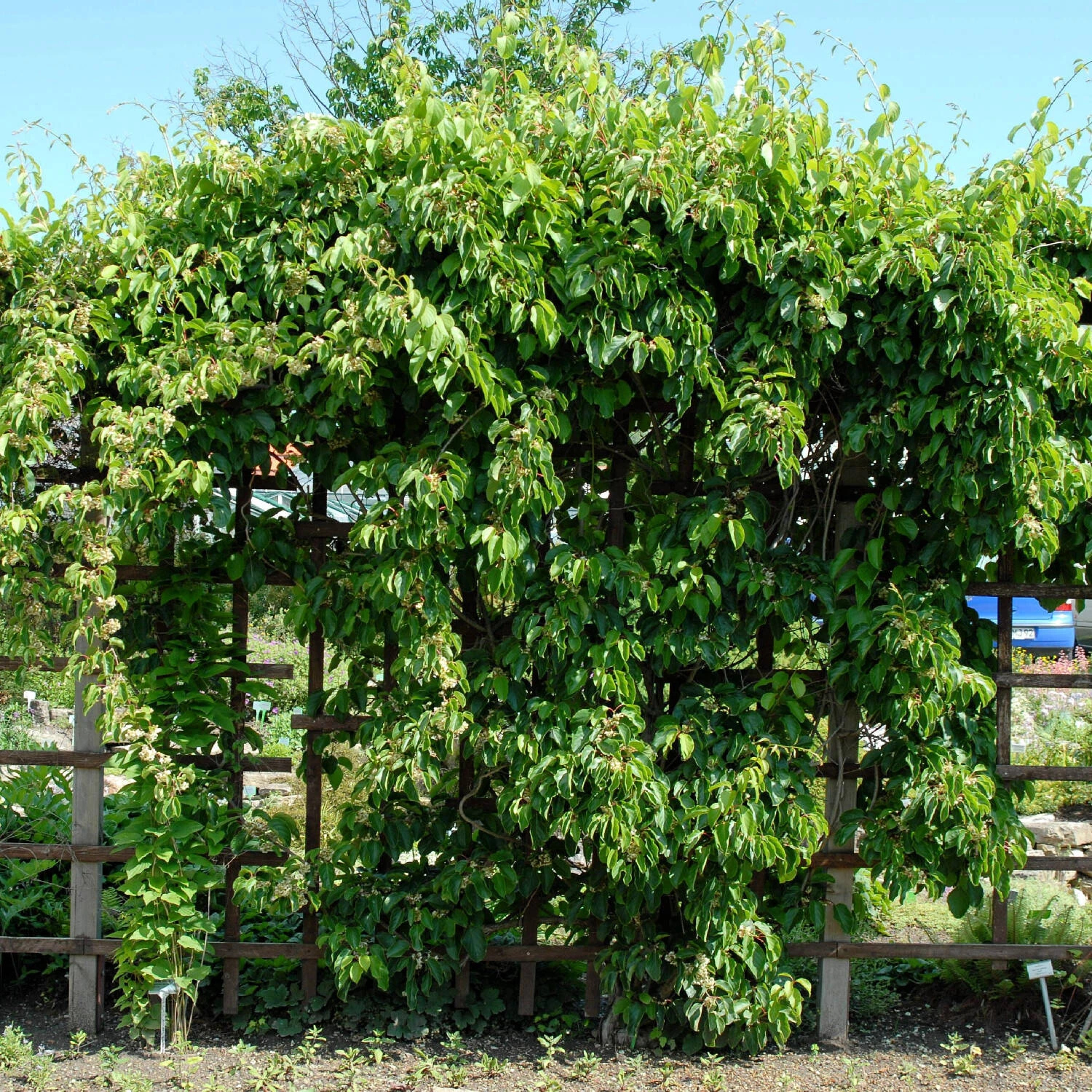 Actinidia Arguta 1 Actinidia Arguta