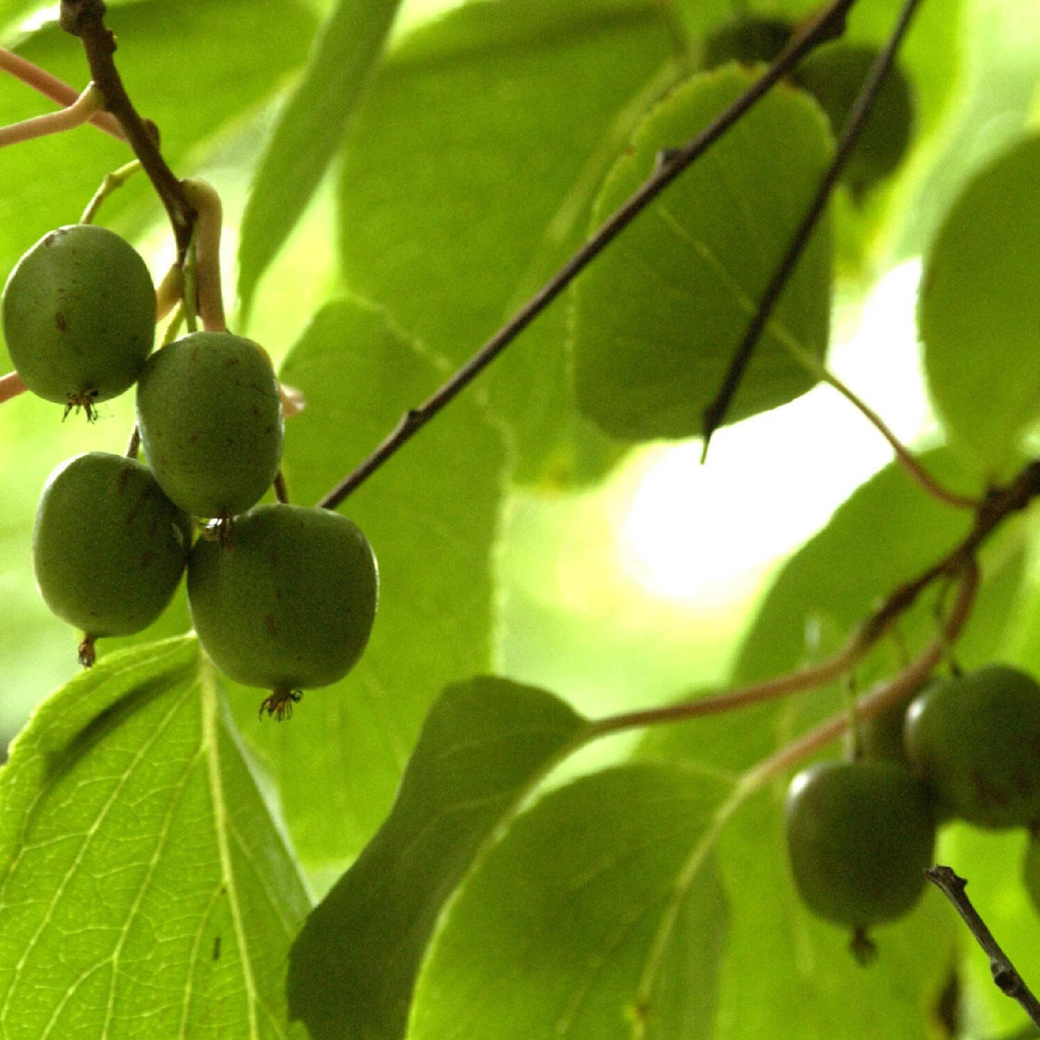 Actinidia Arguta 2 Actinidia Arguta – Bild 2