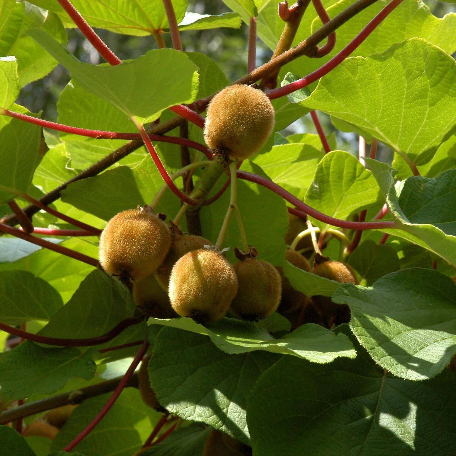 Actinidia Chinensis 'Boskoop' 1 Actinidia Chinensis 'Boskoop'