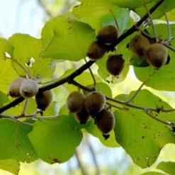 Actinidia Chinensis