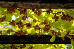 Actinidia Chinensis 5 Actinidia Chinensis -Seeds and Fertilizers Geschäft actinidia chinensis chinesischer strahlengriffel3