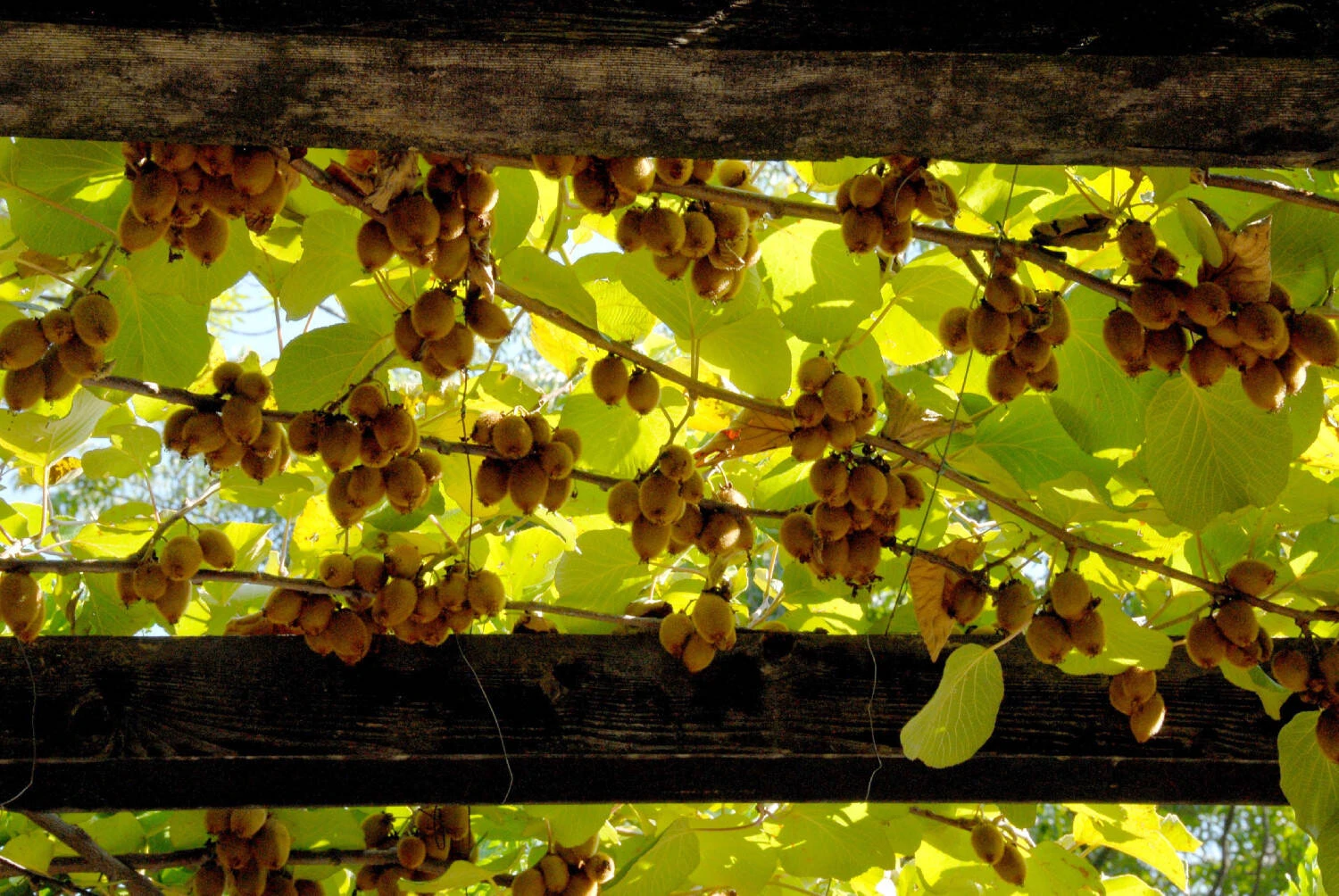 Actinidia Chinensis 3 Actinidia Chinensis – Bild 3