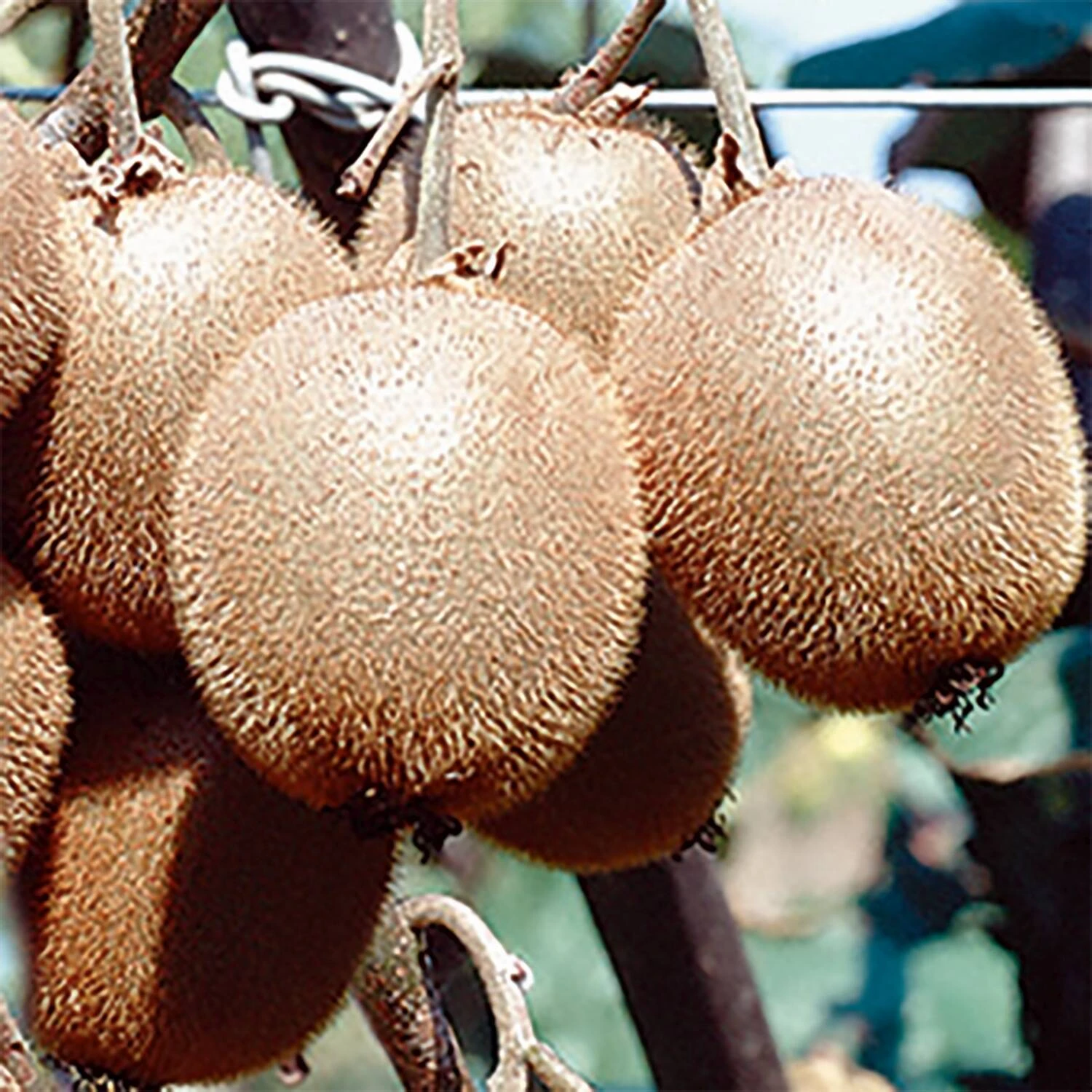 Actinidia Chinensis 'Solo' 1 Actinidia Chinensis 'Solo'