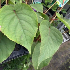 Actinidia Chinensis 'Tomuri'