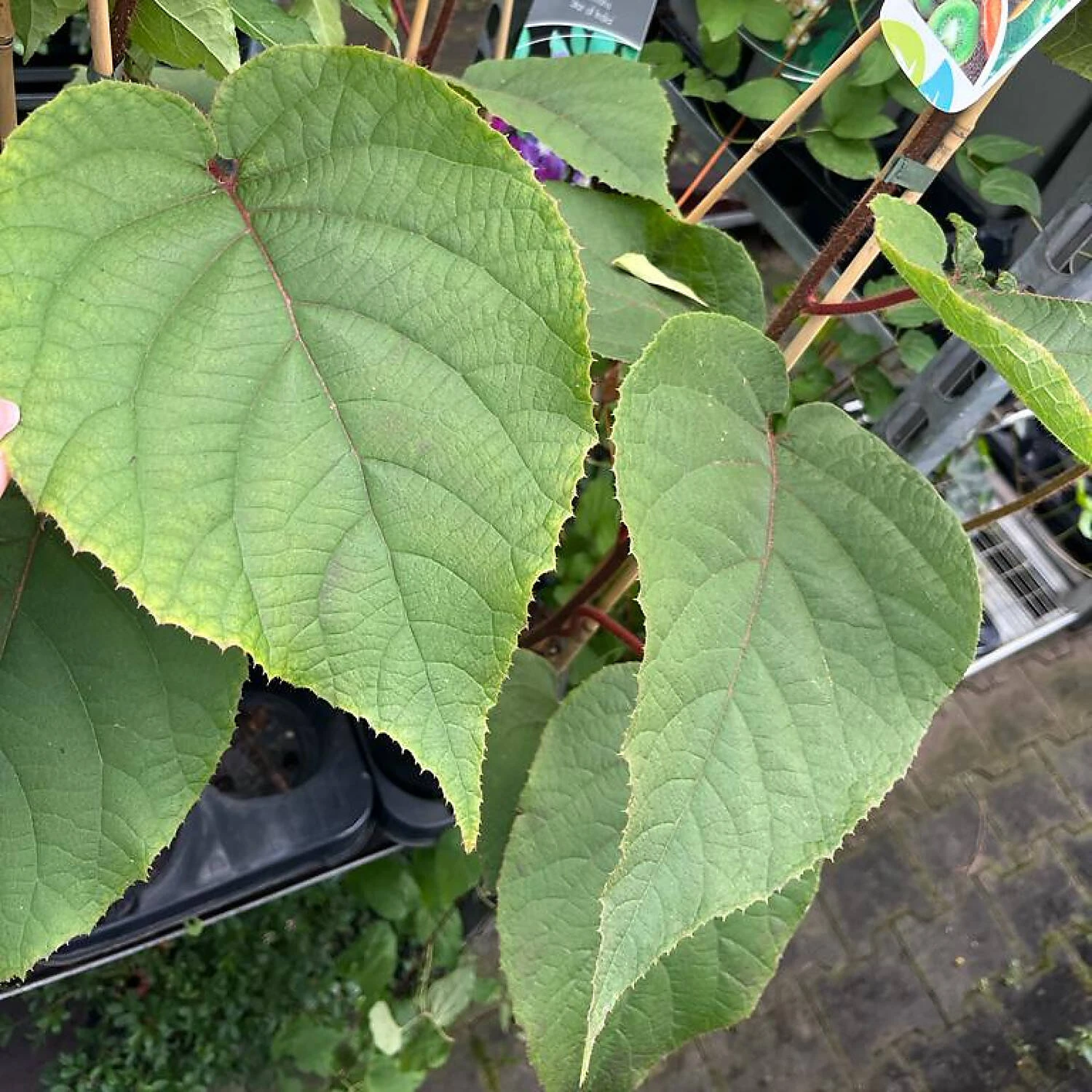 Actinidia Chinensis 'Tomuri' 1 Actinidia Chinensis 'Tomuri'