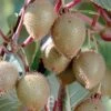 Actinidia Chinensis 'Yennie - Jenny'