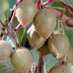 Actinidia Chinensis 'Yennie - Jenny'