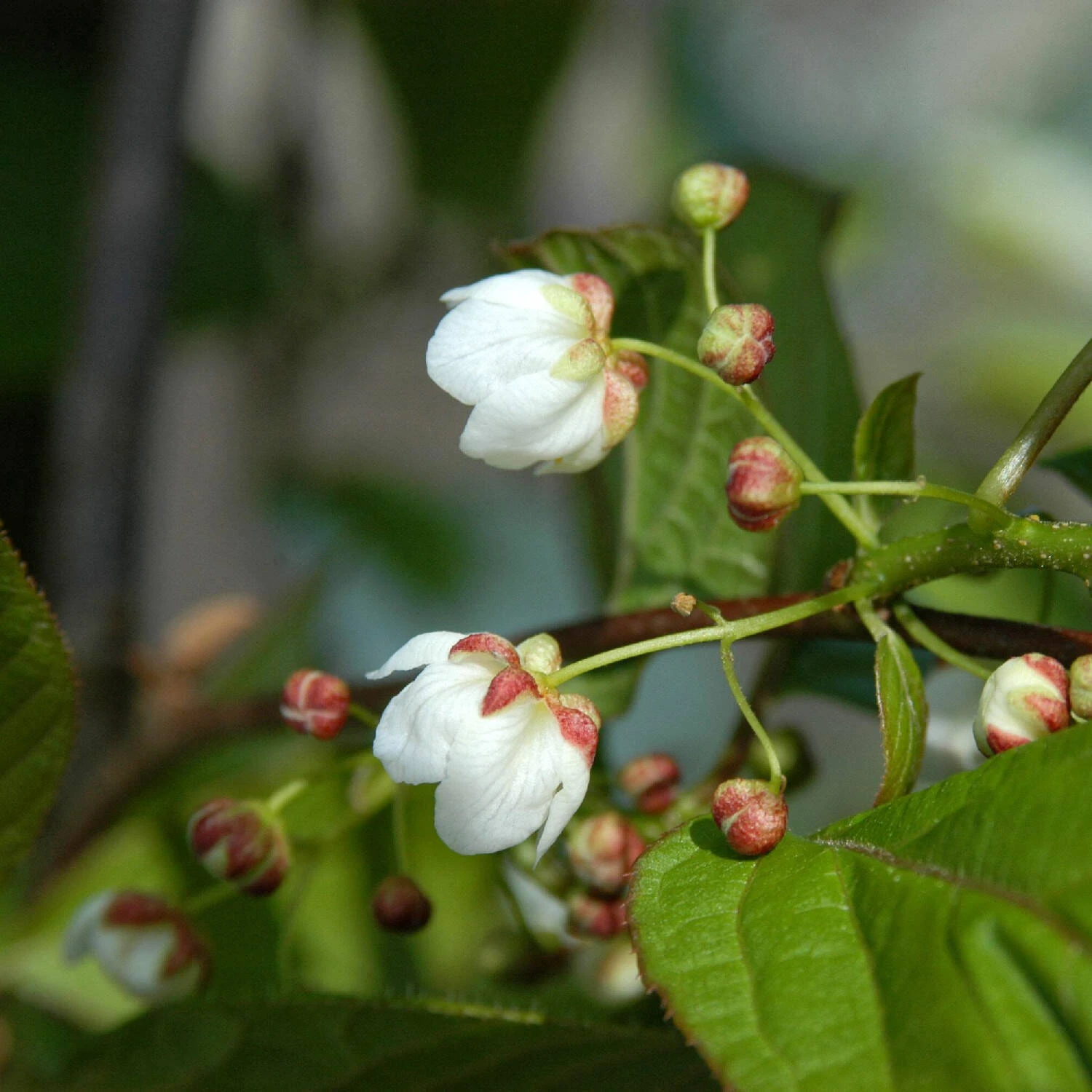 Actinidia Kolomikta 1 Actinidia Kolomikta