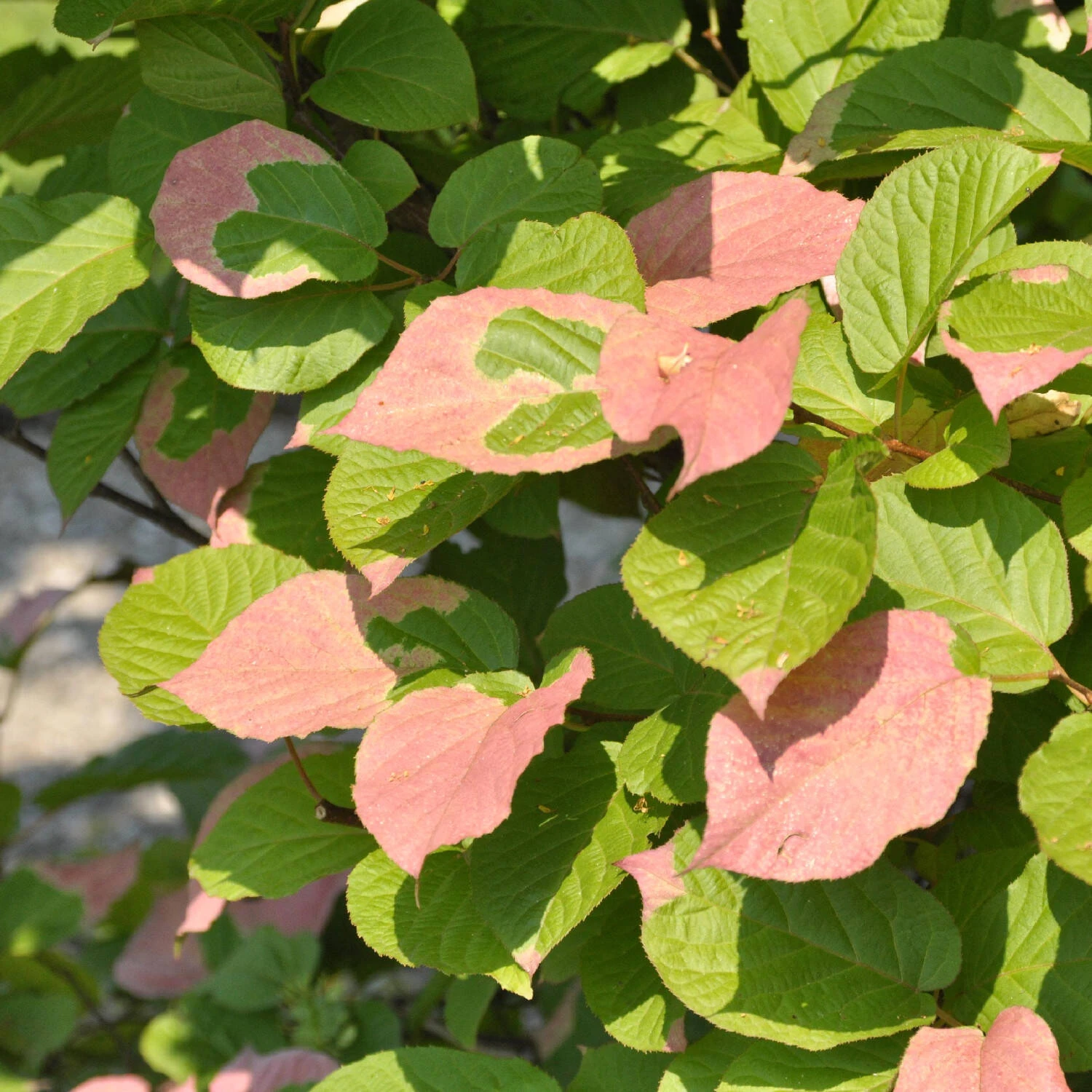 Actinidia Kolomikta 2 Actinidia Kolomikta – Bild 2