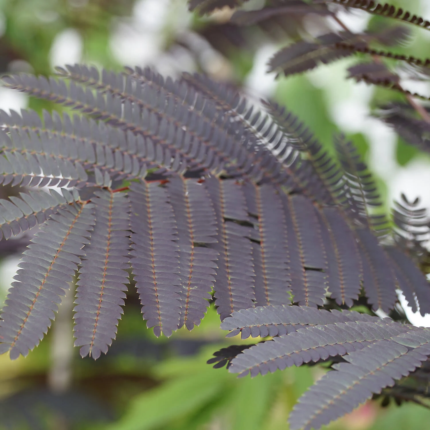 Albizia Julibrissin 'Evey's Pride'® 1 Albizia Julibrissin 'Evey's Pride'®